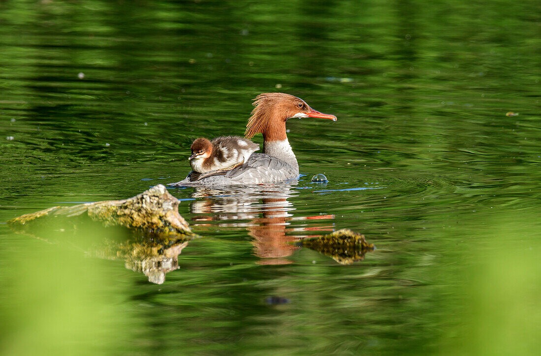 Goose singer swims with young on his back in the lake, Mergus merganser, Nymphenburg Palace Park, Munich, Upper Bavaria, Bavaria, Germany