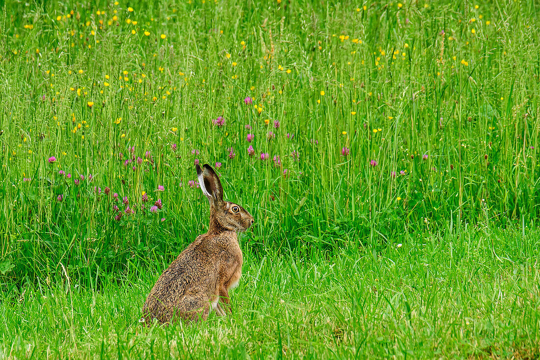 Hare sitting in meadow, Lepus europaeus, Chiemgau Alps, Upper Bavaria, Bavaria, Germany