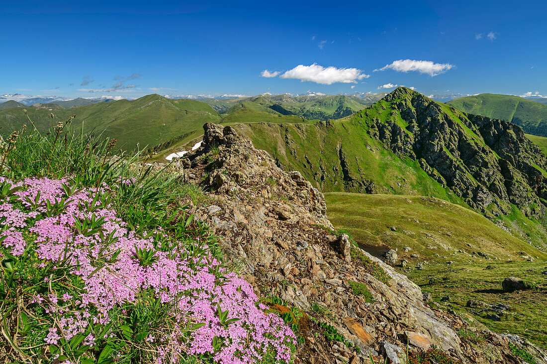 Pink blooming catchfly with Nockberge with Falkert in the background, Rödresnock, Nockberge, Nockberge-Trail, UNESCO Biosphere Park Nockberge, Gurktal Alps, Carinthia, Austria