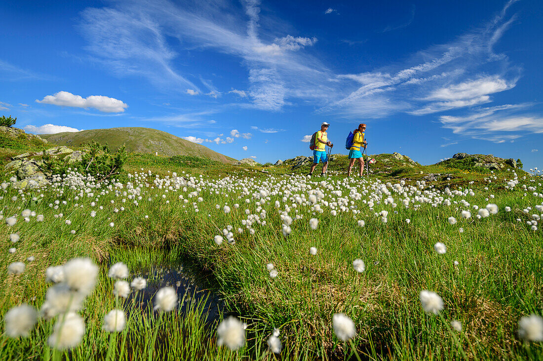 Mann und Frau wandern durch Wiese mit Wollgras, Predigerstuhl, Nockberge, Nockberge-Trail, UNESCO Biosphärenpark Nockberge, Gurktaler Alpen, Kärnten, Österreich