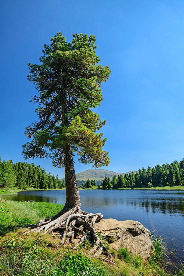 Zirbe steht am Ufer eines Bergsees, Schwarzsee, Turracher Höhe, Nockberge, Nockberge-Trail, UNESCO Biosphärenpark Nockberge, Gurktaler Alpen, Kärnten, Österreich