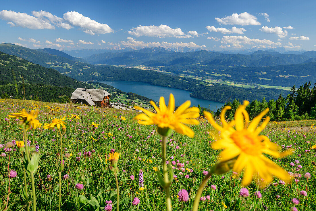 Blumenwiese mit Alexanderhütte und Millstätter See im Hintergrund, Nockberge, Nockberge-Trail, UNESCO Biosphärenpark Nockberge, Gurktaler Alpen, Kärnten, Österreich