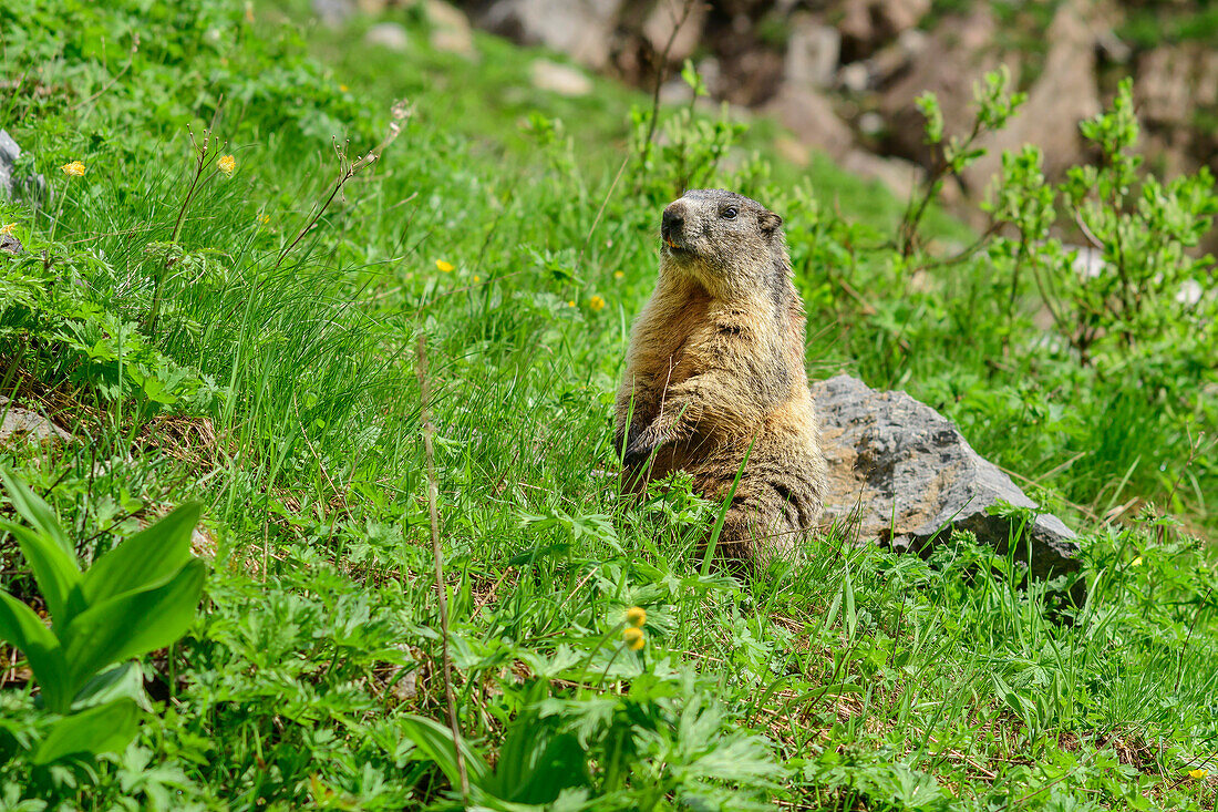 Marmot stands upright in meadow, Marmotta marmotta, Carnic Alps, Carinthia, Austria