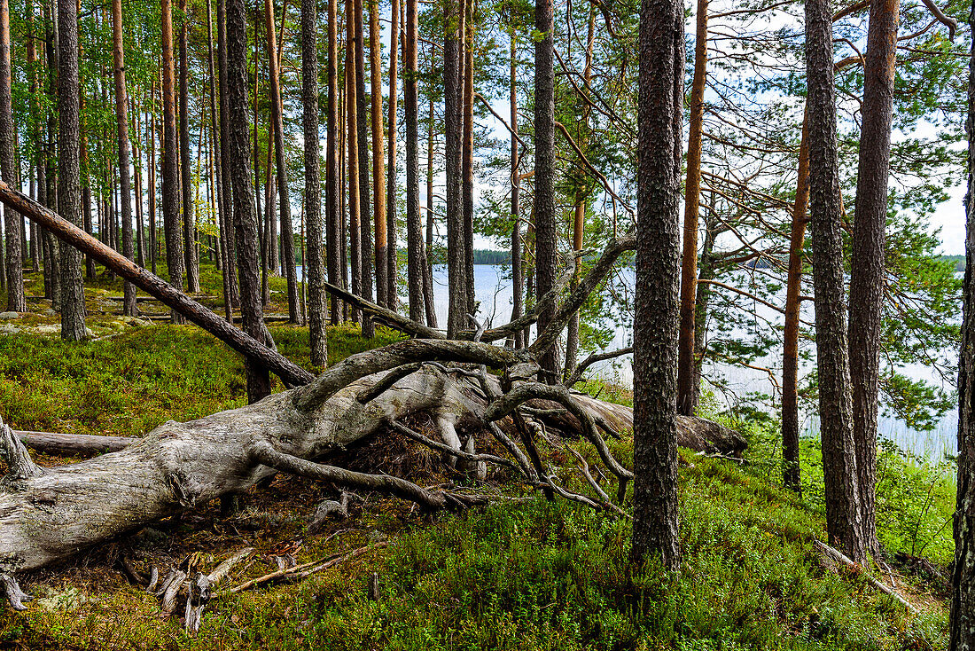 Toter Baum im Patvinsuo-Nationalpark, Finnland