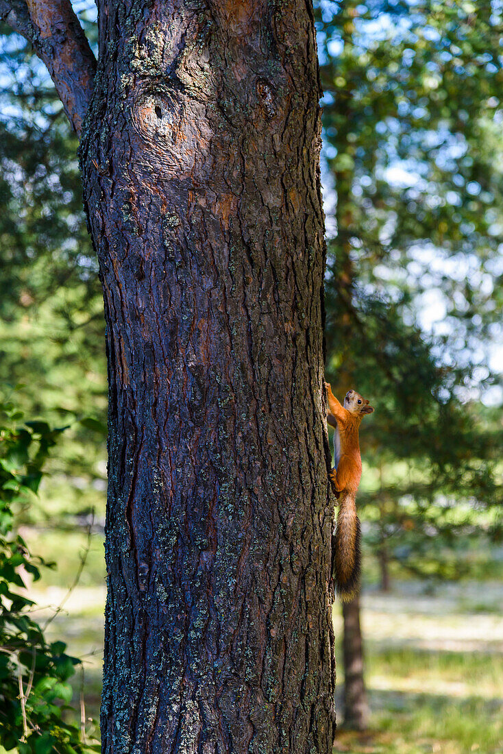 Squirrel in the Pielisen Open Air Museum in Lieksa, Finland