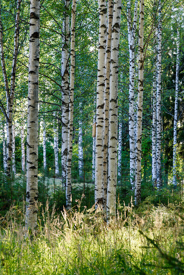 Birch forest on the Finnish Lake District, Finland