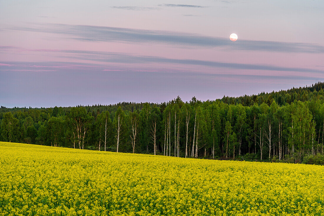Canola fields with a full moon at dusk on the Finnish Lake District, Finland
