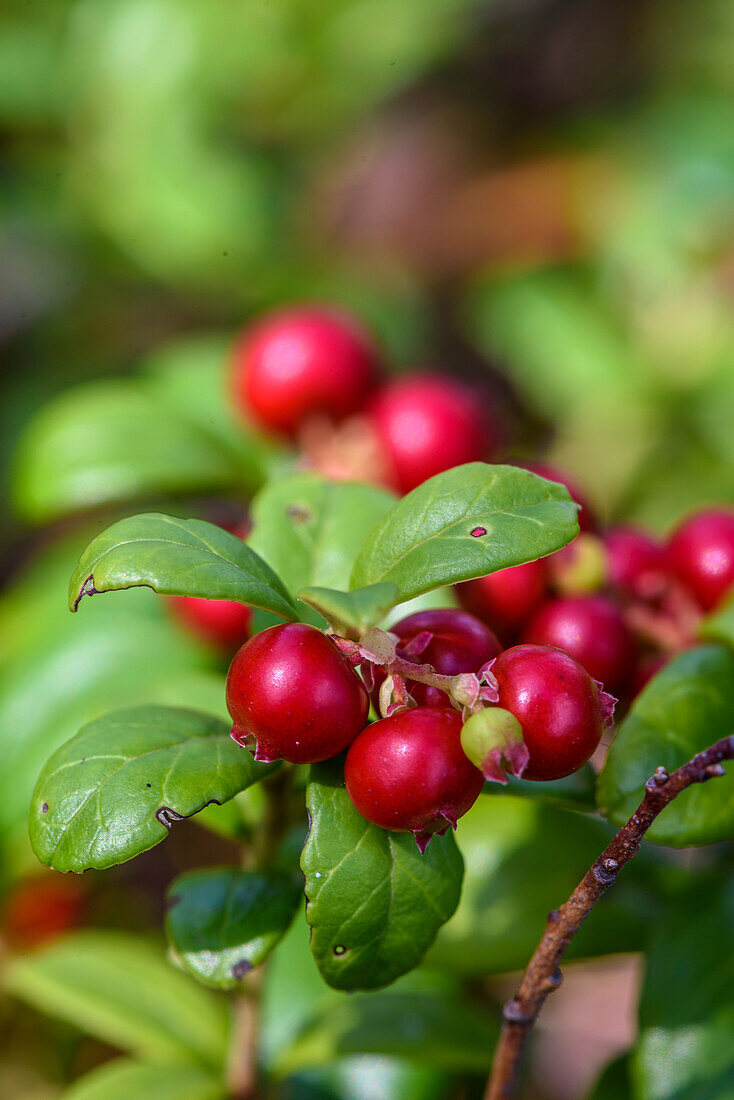 Cranberry in Patvinsuo National Park, Finland