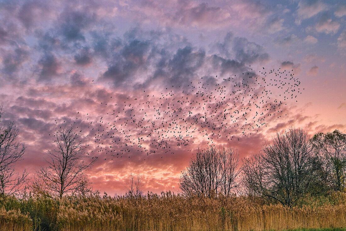 Migratory birds in flight near Linum, flock of starlings, sunset, Linum, Brandenburg, East Germany