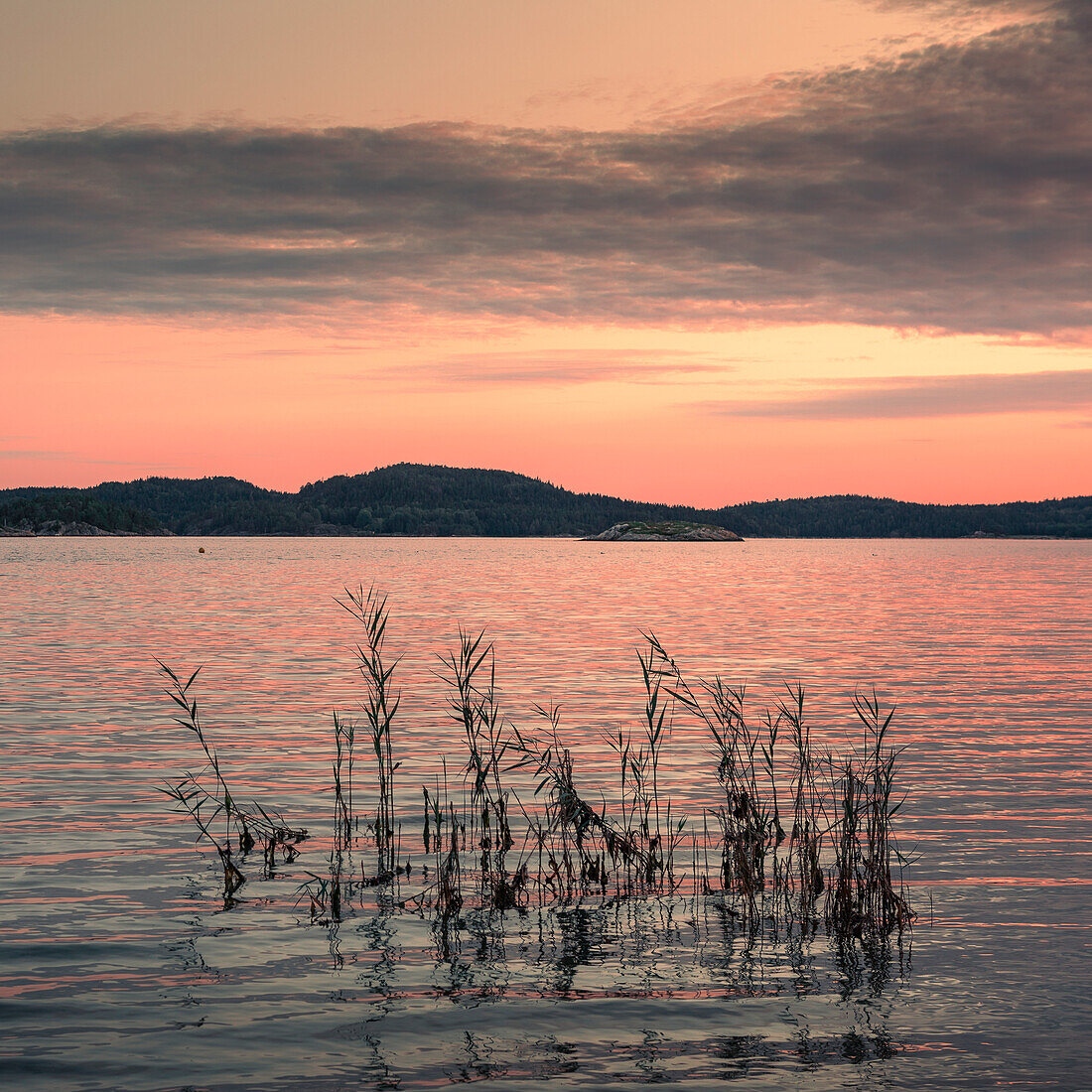 Lake with reeds on Orust archipelago island on the west coast of Sweden in sunset