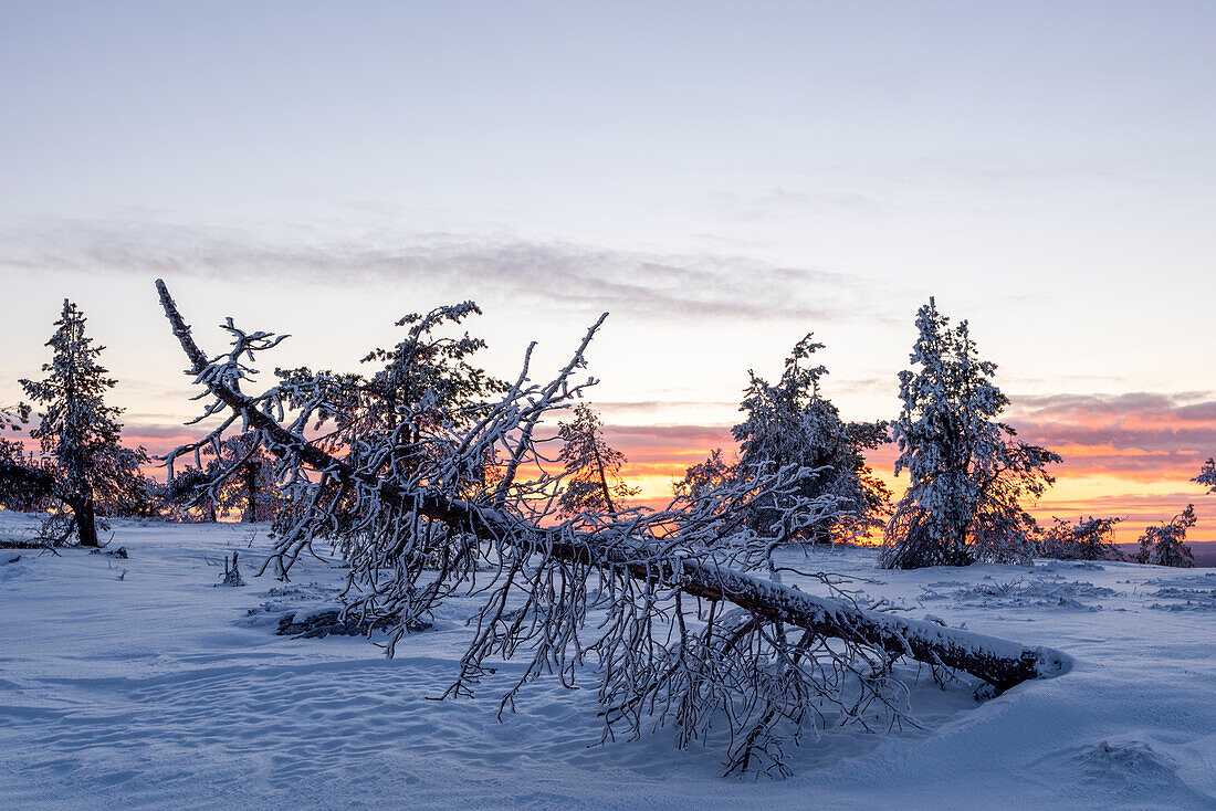 Sonnenuntergang auf dem Särkitunturi, Baumgrenze, Lappland, Finnland