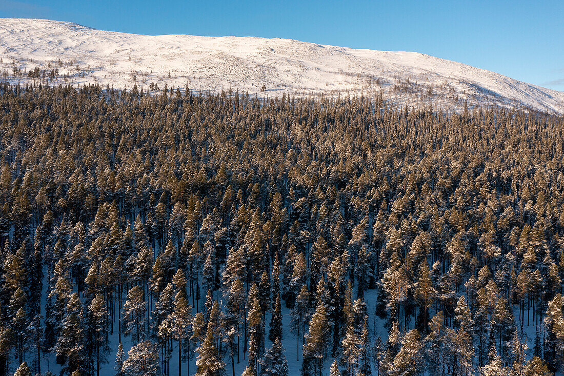 Verschneiter Wald, Pallastunturi, Muonio, Lappland, Finnland