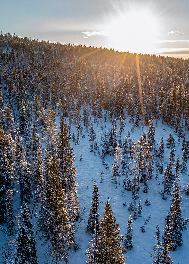 Sibirische Fichten, Lappland, Finnland