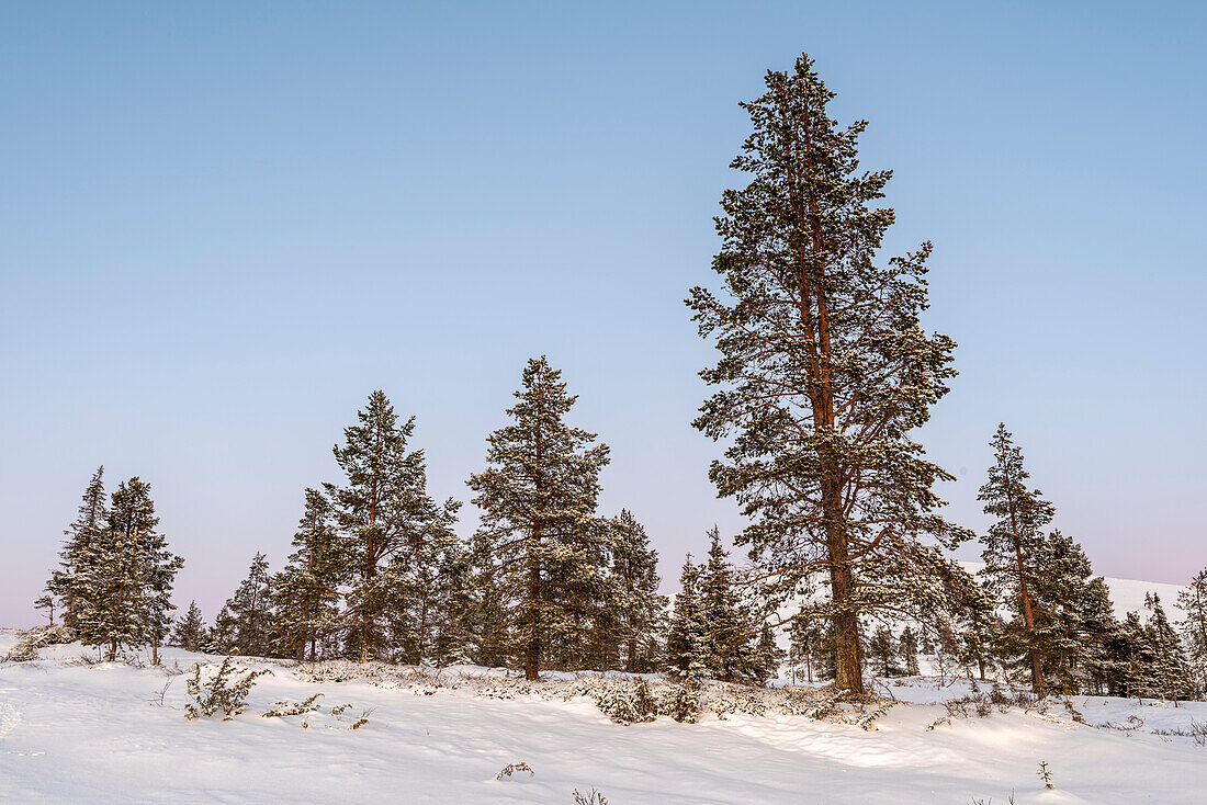 Tree line at Pallastunturi, Muonio, Lapland, Finland