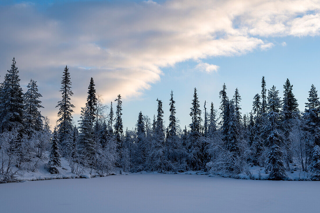 Verschneiter Wald, Särkitunturi, Muonio, Lappland, Finnland