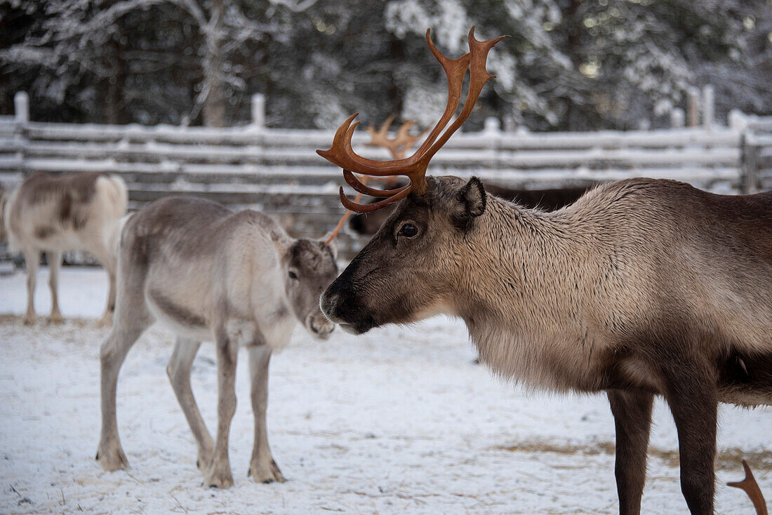 Rentiere (Rangifer tarandus), Lappland, Finnland