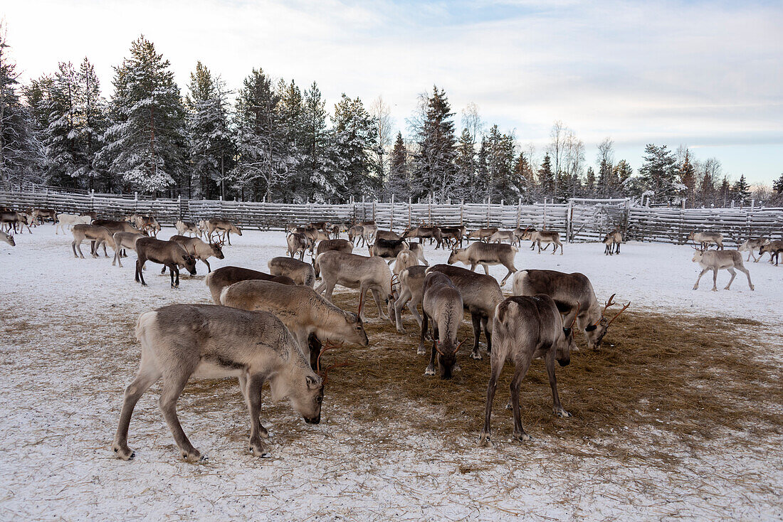 Rentiere (Rangifer tarandus), Lappland, Finnland