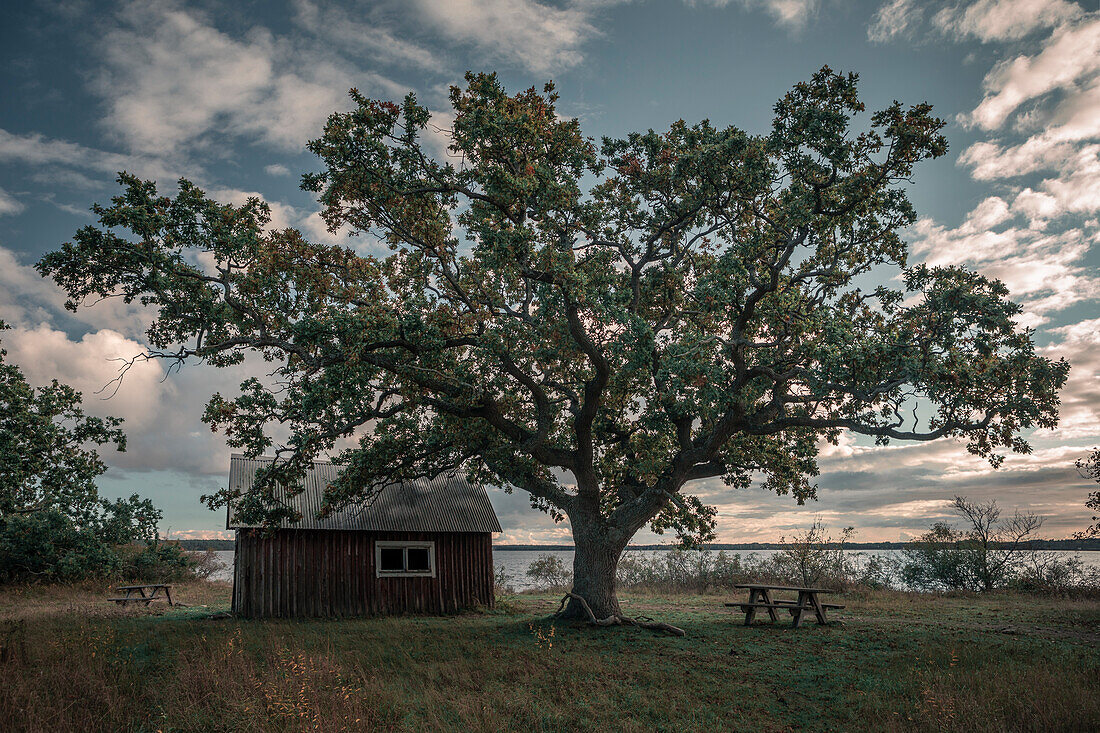 Hütte mit Baum im Norden der Insel Öland im Osten von Schweden 