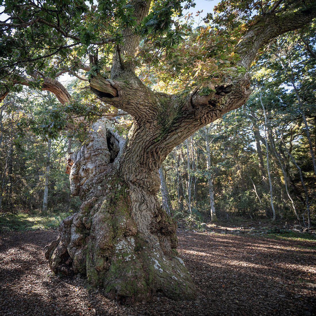 Ancient oak tree in the Trollskogen forest on the island of Öland in eastern Sweden