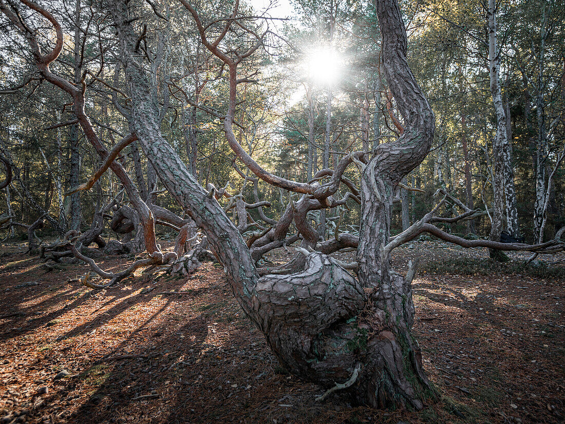 Windgeformte krumme Bäume im Wald Trollskogen auf der Insel Öland im Osten von Schweden 