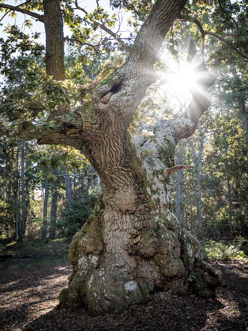 Uralter Eichenbaum im Wald Trollskogen auf der Insel Öland im Osten von Schweden 