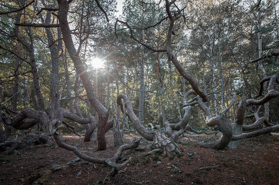 Wind-formed crooked trees in the Trollskogen forest on the island of Öland in eastern Sweden