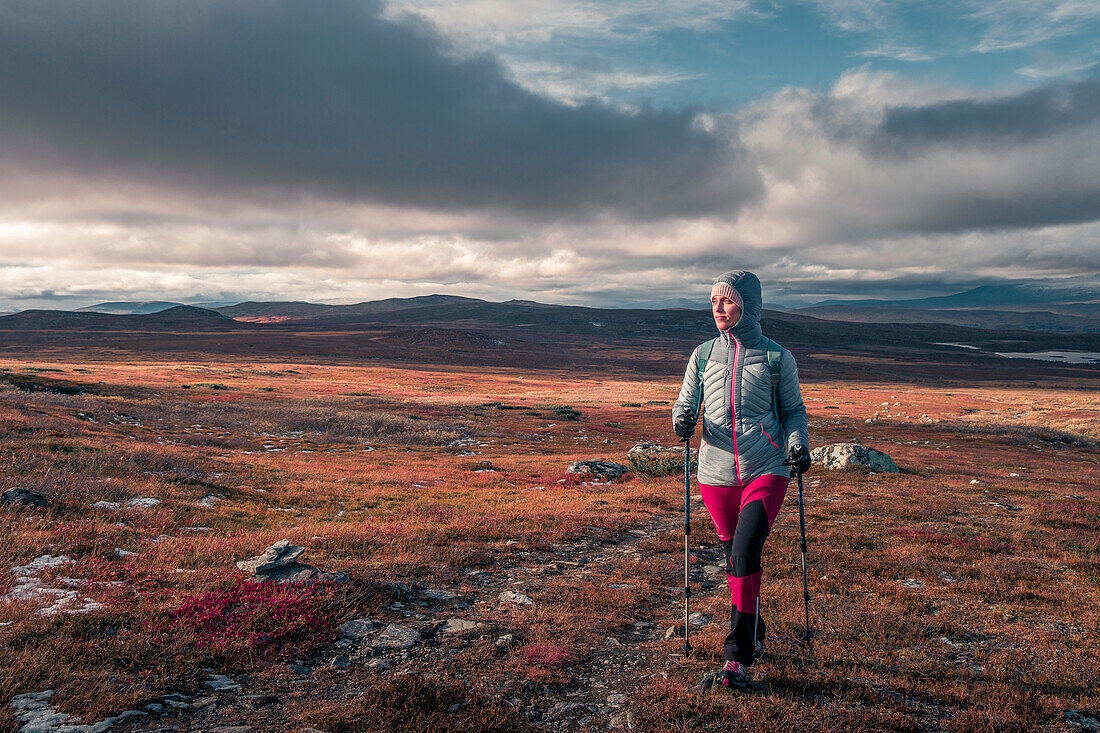 Woman hiking on Kungsleden long-distance hiking trail in Pieljekaise National Park in autumn in Lapland in Sweden