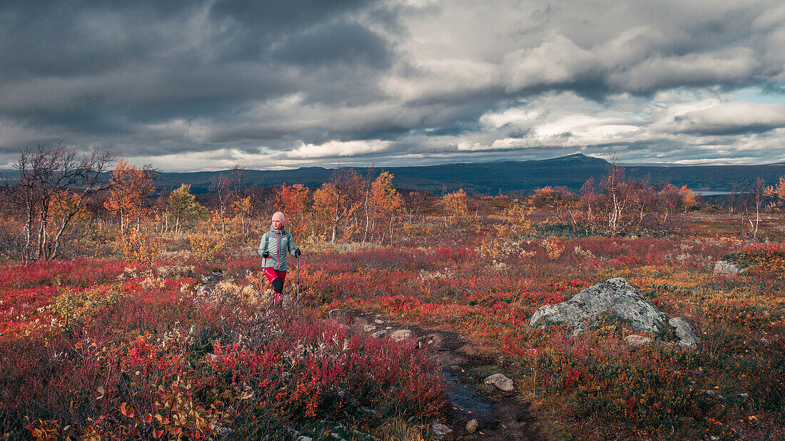 Woman hiking on Kungsleden long-distance hiking trail in Pieljekaise National Park in autumn in Lapland in Sweden