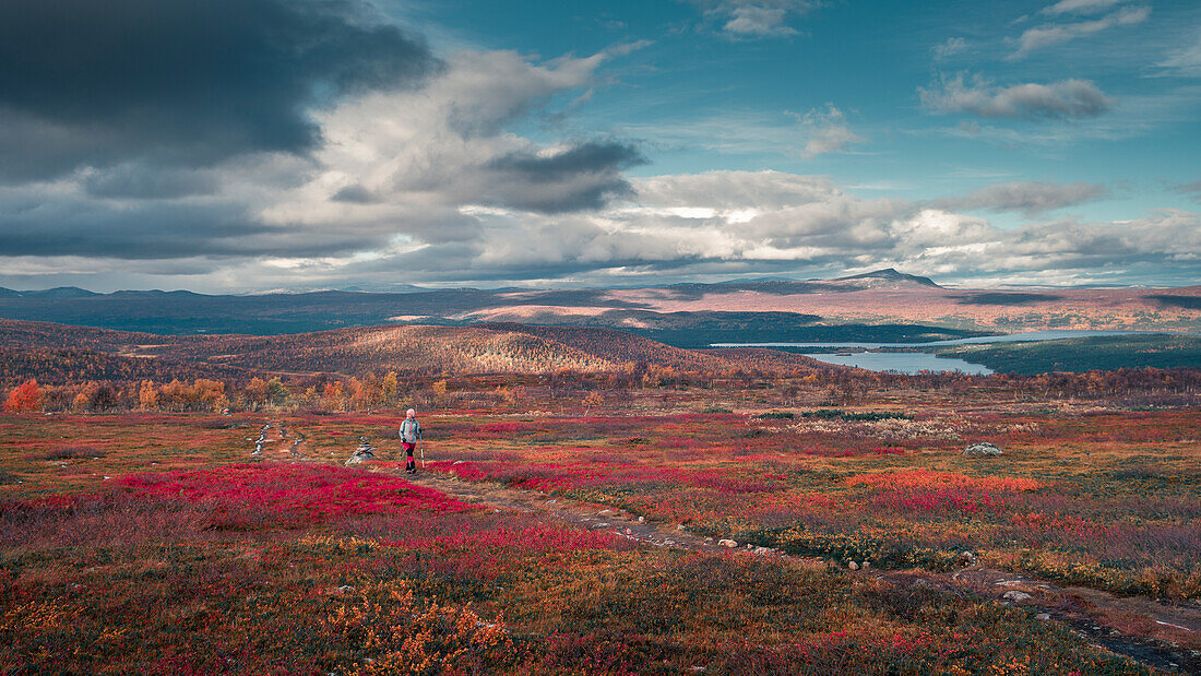 Woman hiking on Kungsleden long-distance hiking trail in Pieljekaise National Park in autumn in Lapland in Sweden
