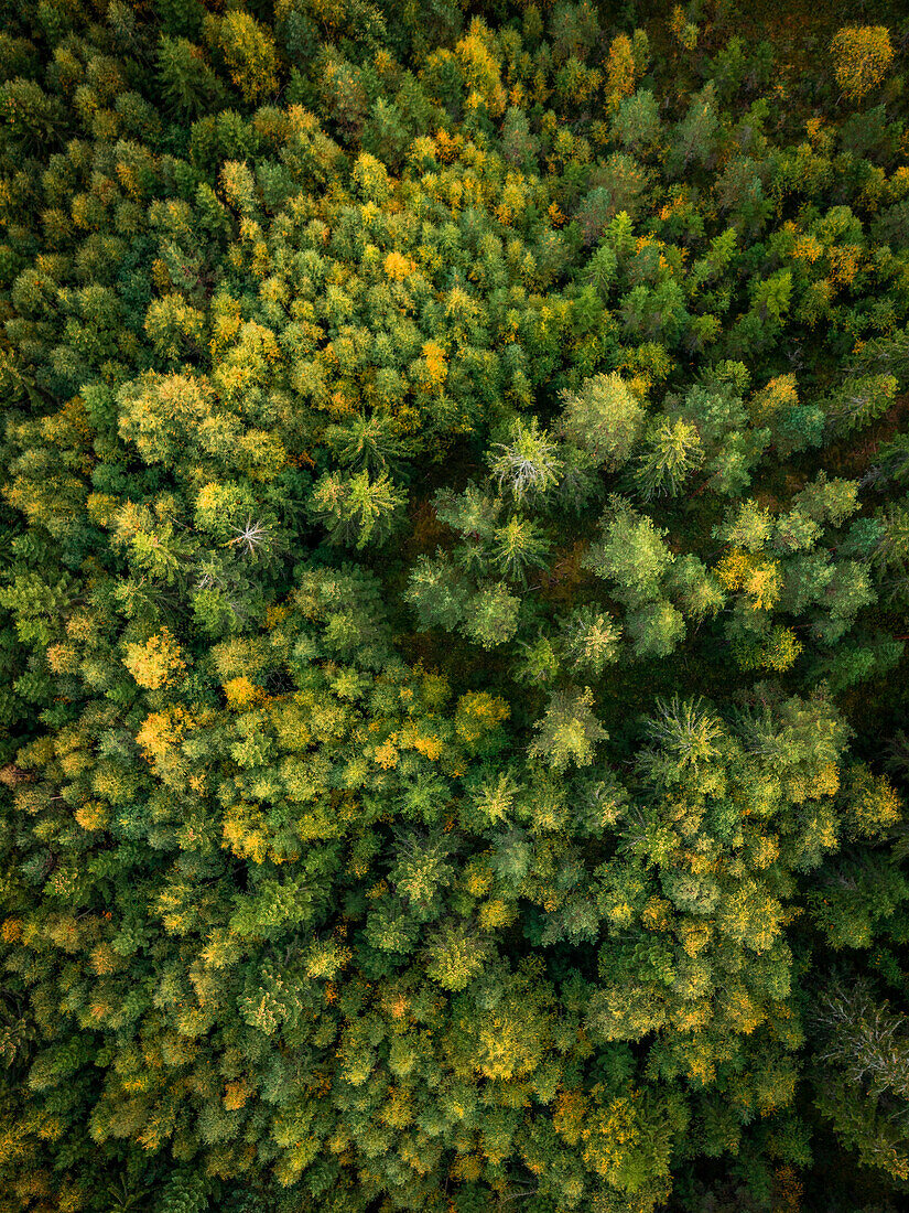 Wald am Siljansee von oben in Dalarna, Schweden\n