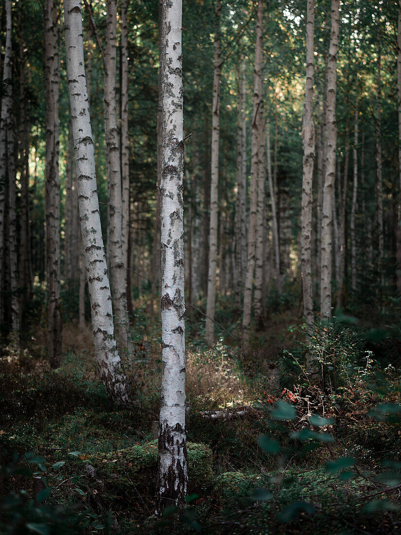 Birken im Wald am Siljansee in Dalarna, Schweden\n