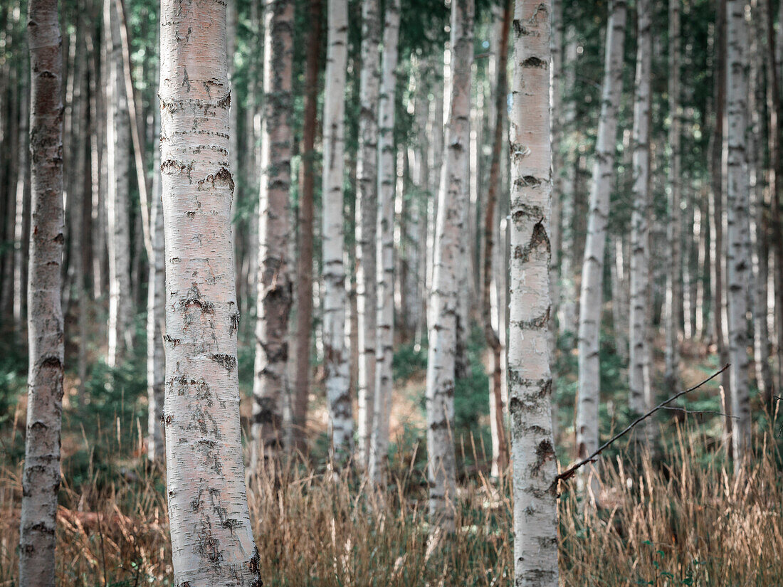 Birch trees in the forest at Lake Siljan in Dalarna, Sweden