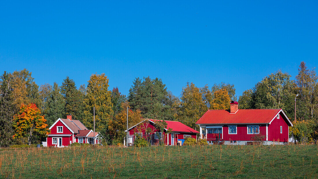 Rotes schwedisches Haus mit Baum mit Herbstlaub in Dalarna, Schweden\n