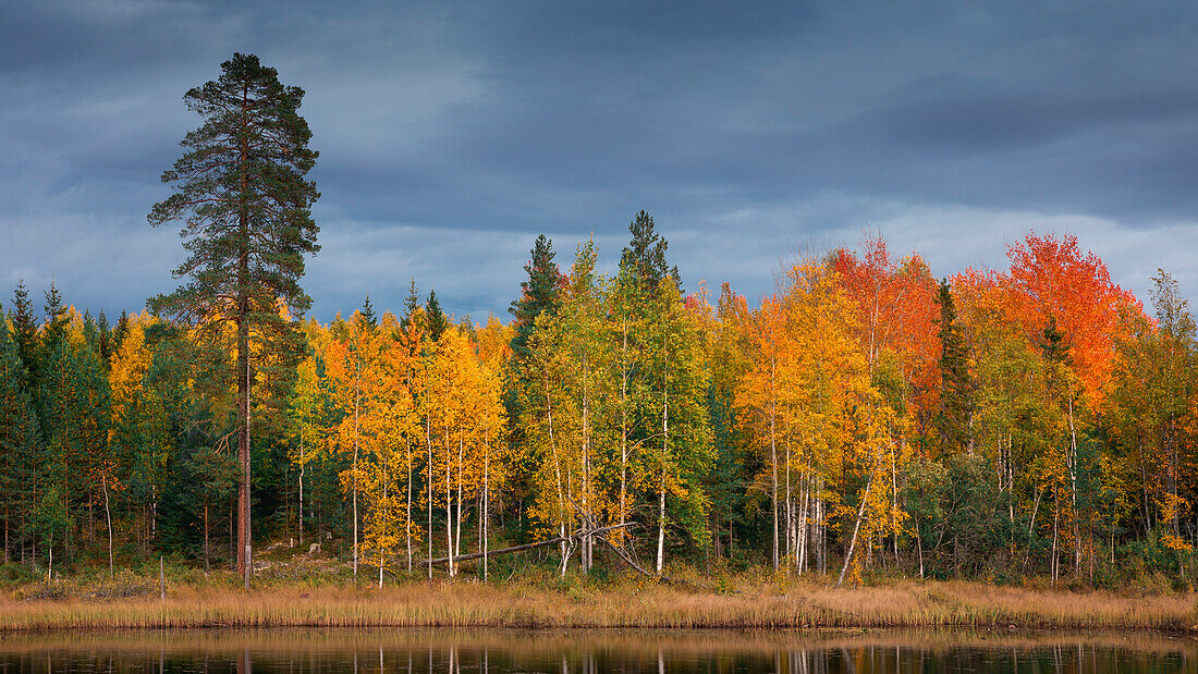 Bunte Bäume mit Herbstlaub in Dalarna, Schweden\n
