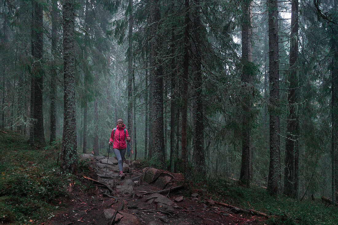 Woman hikes through misty, mossy coniferous forest of Skuleskogen National Park in eastern Sweden