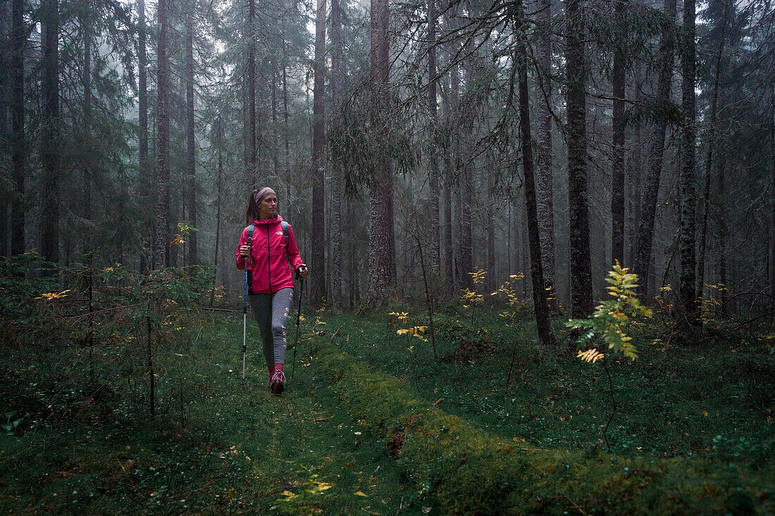 Frau wandert durch nebligen, moosigen Nadelwald des Skuleskogen Nationalpark im Osten von Schweden