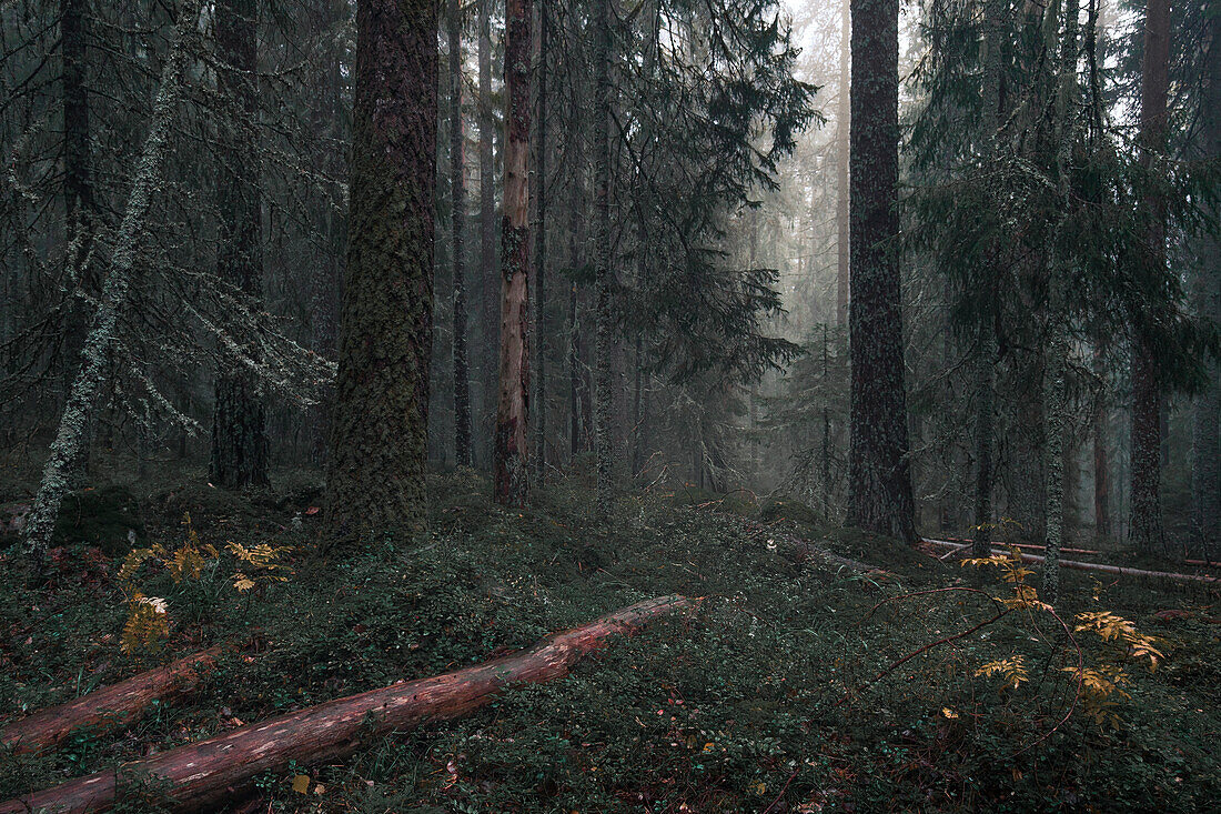 Nebliger, moosiger Nadelwald des Skuleskogen Nationalpark im Osten von Schweden