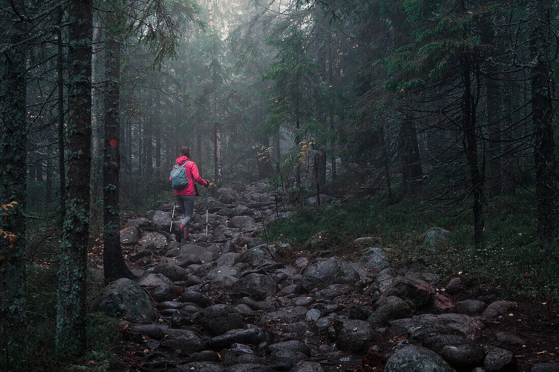 Woman hikes through the forest of Skuleskogen National Park in the east of Sweden