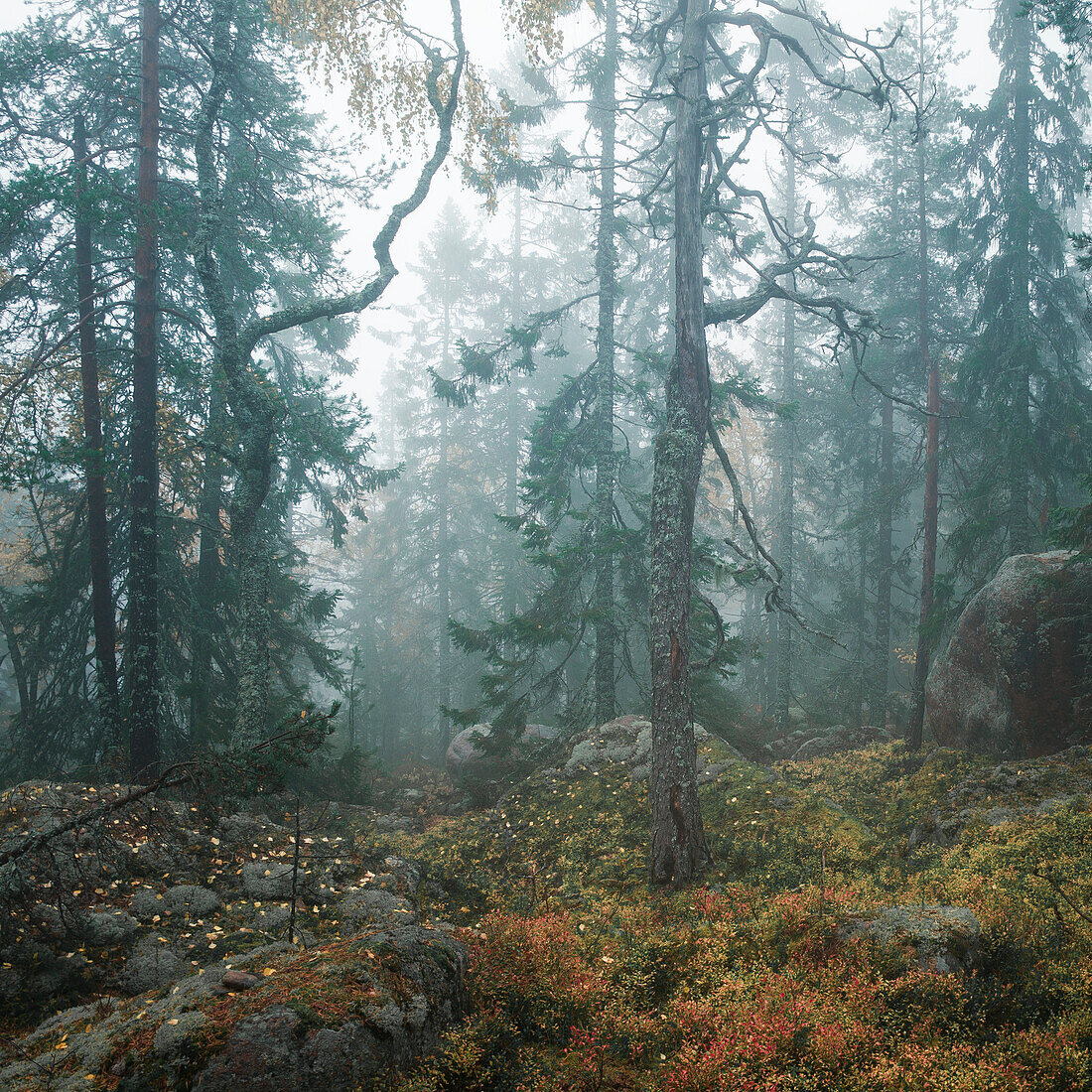 Forest in Skuleskogen National Park in the east of Sweden