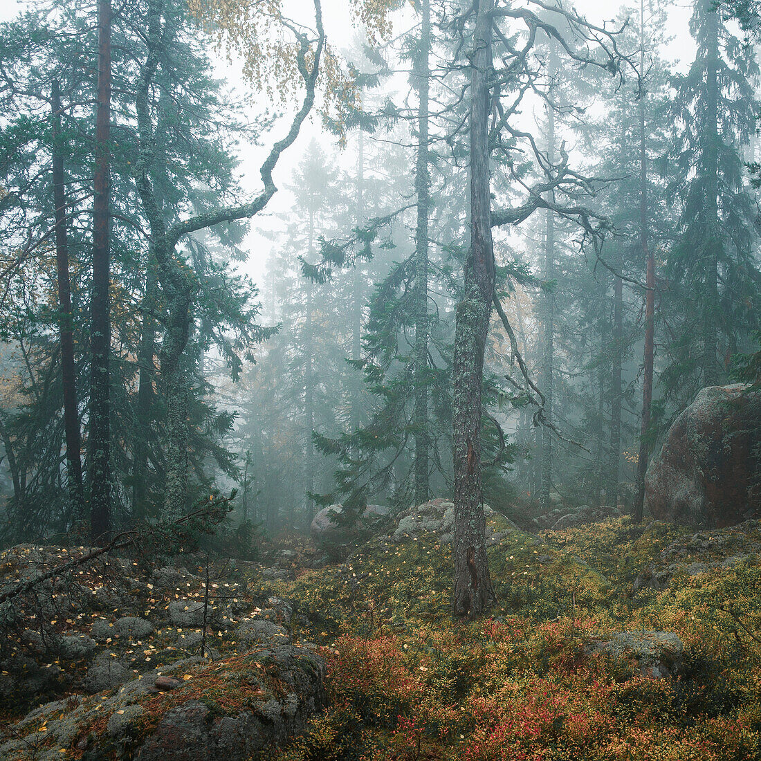 Wald im Skuleskogen Nationalpark im Osten von Schweden