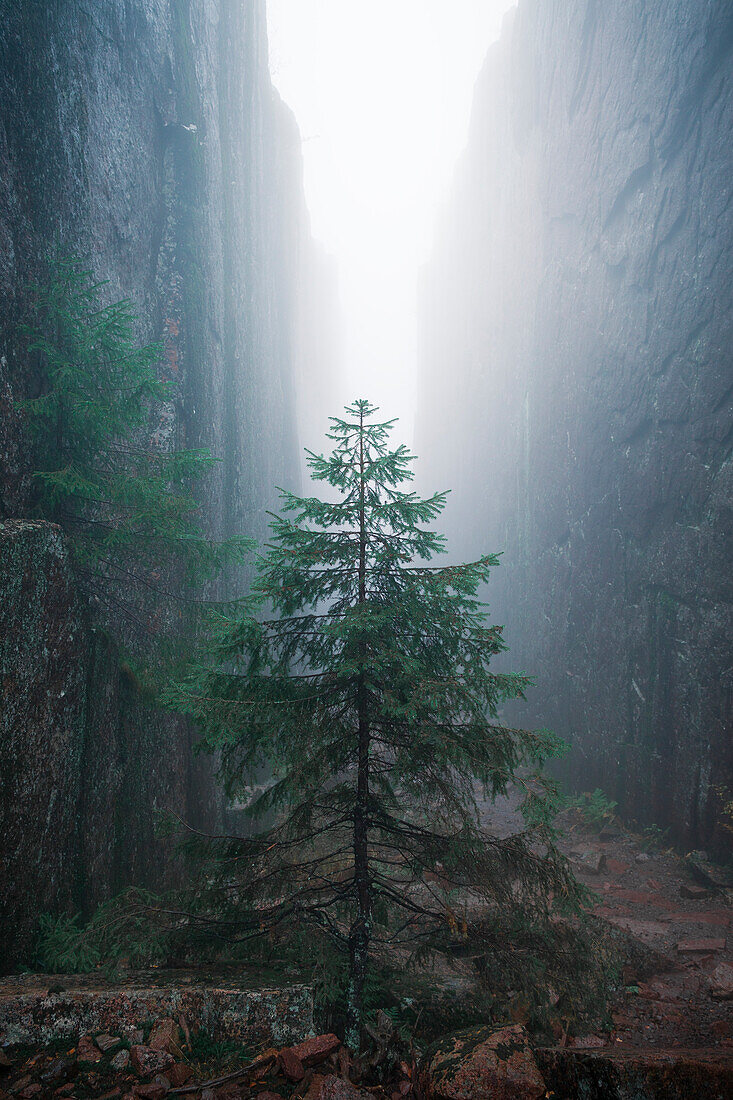 Tree in Slåttdalsskrevan canyon with fog in Skuleskogen National Park in eastern Sweden