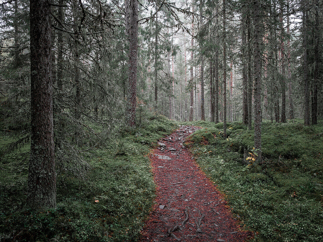 Hiking trail through forest in Skuleskogen National Park in the east of Sweden
