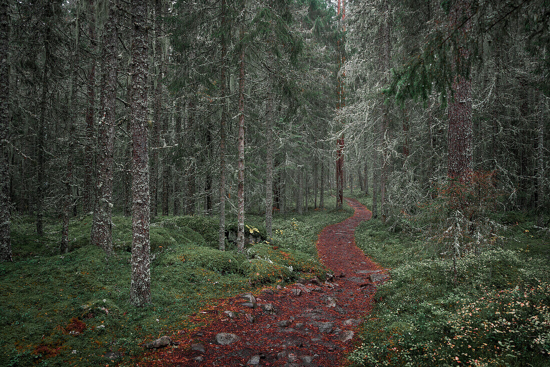 Hiking trail through forest in Skuleskogen National Park in the east of Sweden