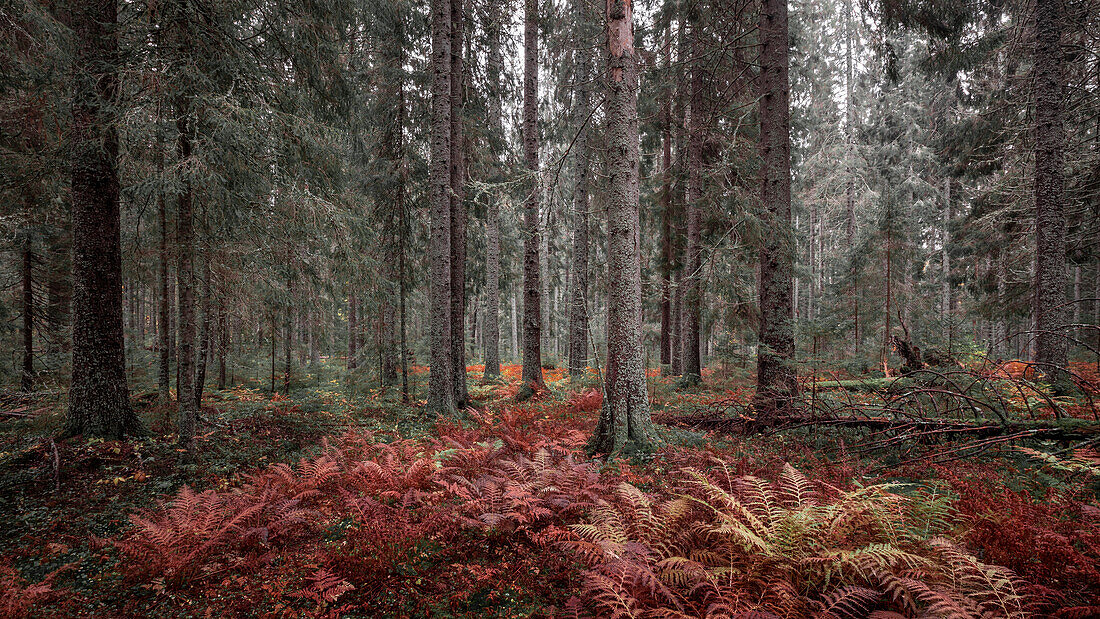 Fern in the forest in Skuleskogen National Park in autumn in the east of Sweden