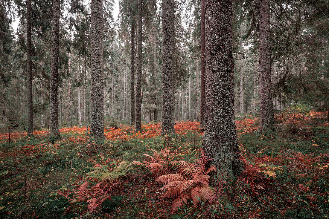 Farn im Wald im Skuleskogen Nationalpark im Herbst im Osten von Schweden