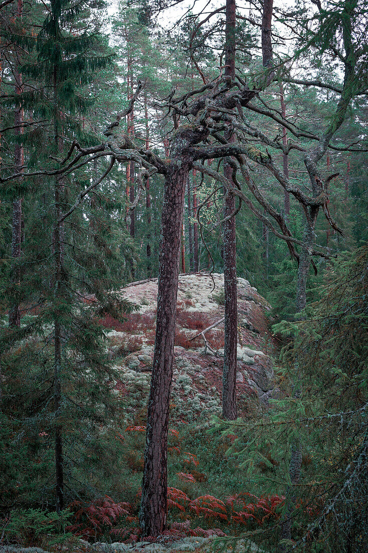 Verknorpelter alter Baum im Wald des Tiveden Nationalparks in Schweden\n