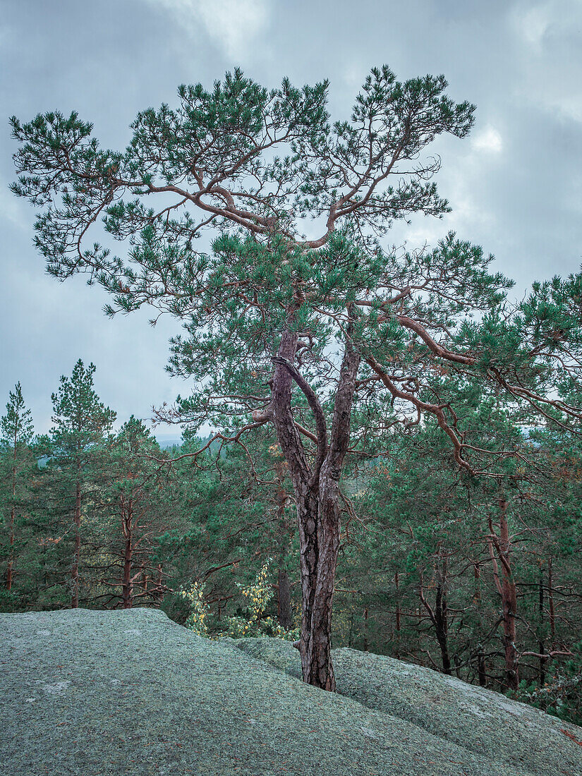 Tree on rock in the forest of Tiveden National Park in Sweden