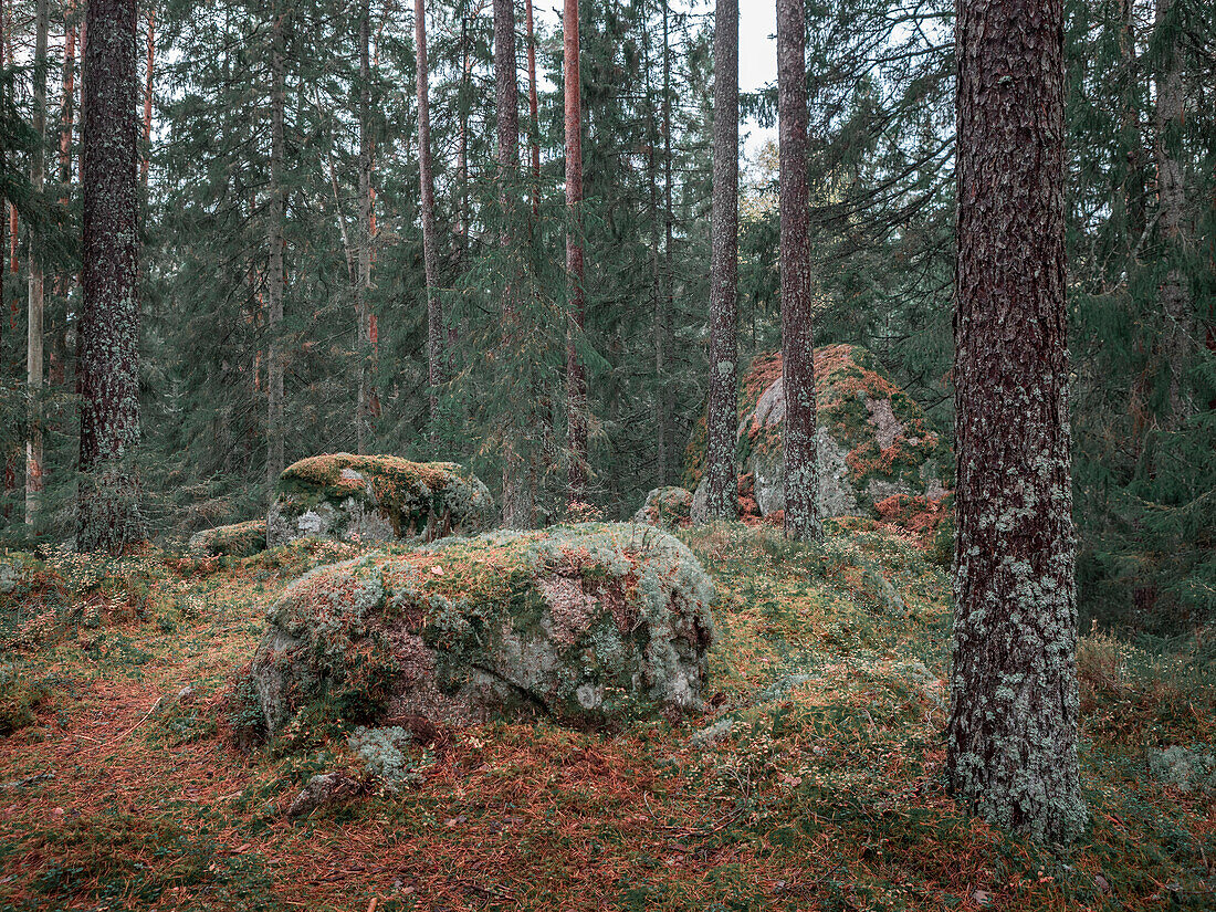 Forest of Tiveden National Park in Sweden