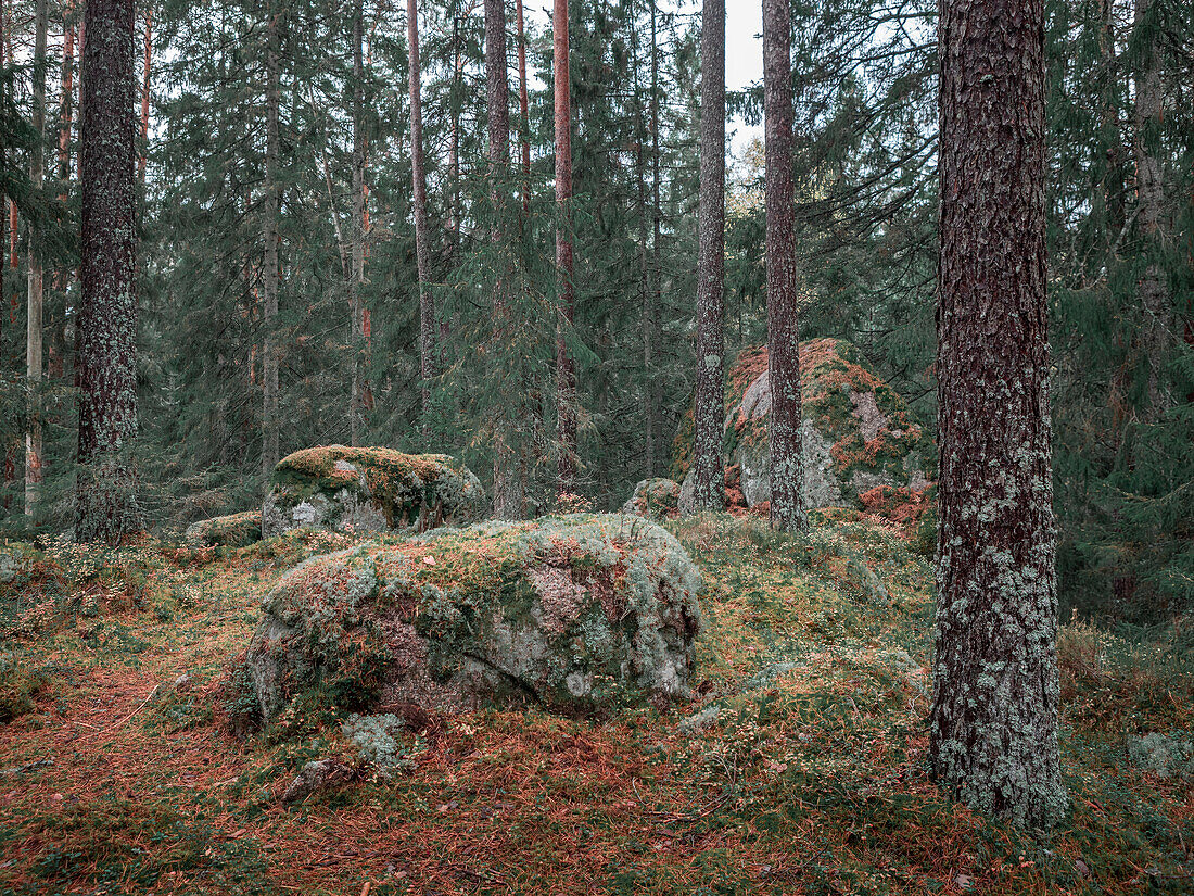 Wald des Tiveden Nationalpark in Schweden\n