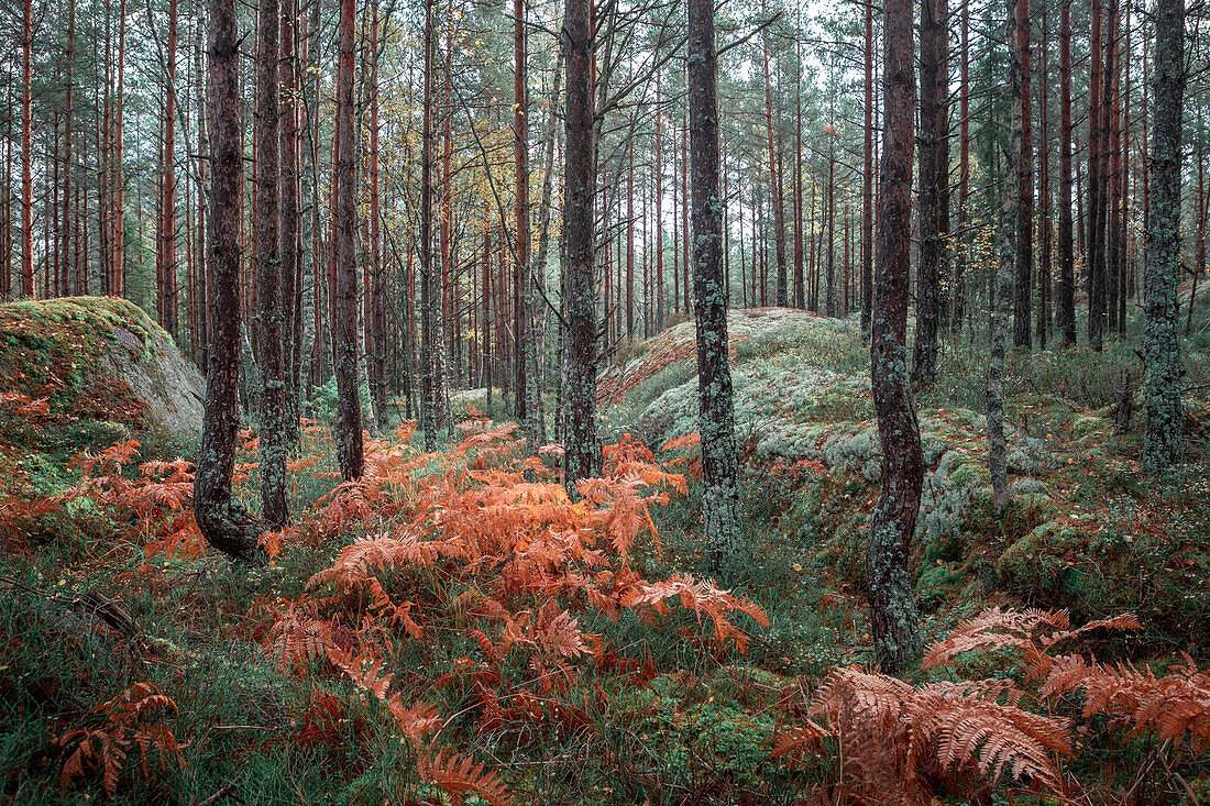 Farne im Herbst im Wald des Tiveden Nationalpark in Schweden\n